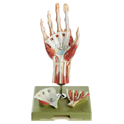 Surgical hand model